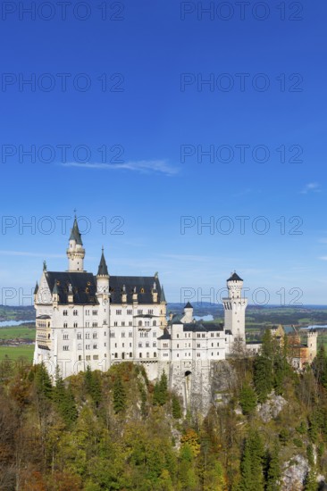 Neuschwanstein Castle towers over a colourful autumn forest under a clear sky, Schwangau, Ostallgäu, Allgäu, Swabia, Upper Bavaria, Bavaria, Germany