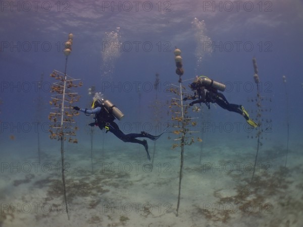 Coral cultivation. Two divers work on planting corals underwater in the ocean. The aim is to grow corals that can withstand the higher water temperatures. Dive site Nursery, Tavernier, Florida Keys, Florida, USA