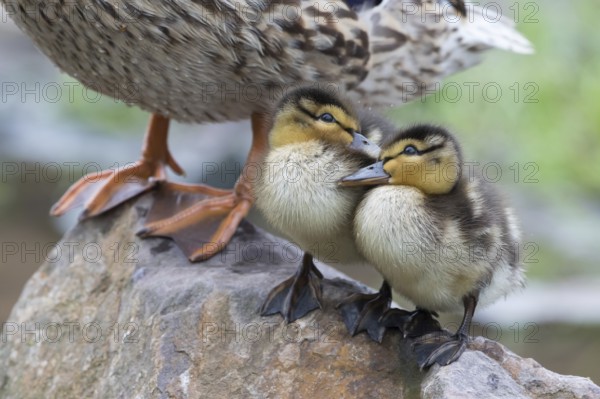 Two mallard chicks (Anas platyrhynchos) standing close to each other on stone, Hesse, Germany