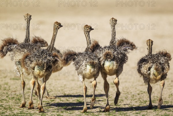 Ostrich (Struthio camelus), five chicks, Kalahari Desert, Kgalagadi Transfrontier Park, South Africa