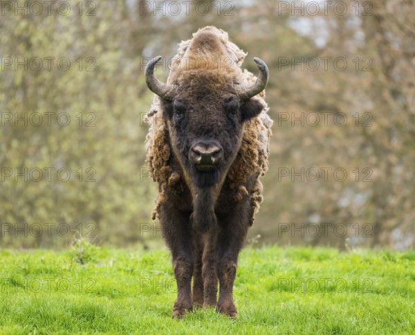Wisent, European bison (Bison bonasus) in molt in a meadow, captive, Germany