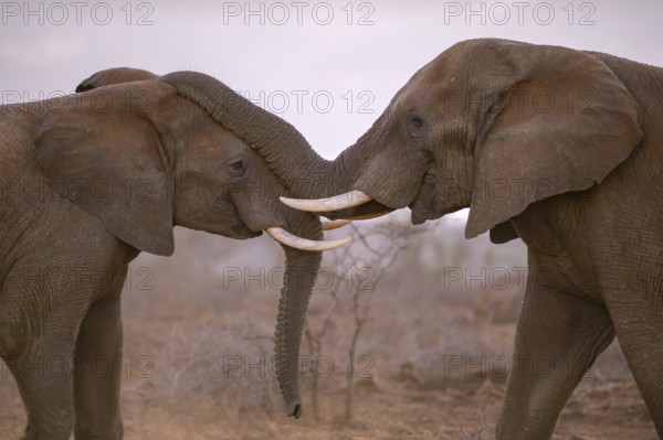 Two African elephants (Loxodonta africana) in playful fight, Zimanga Private Game Reserve, KwaZulu-Natal, South Africa