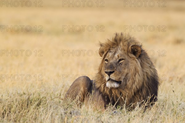 Lion (Panthera leo), resting male at dawn, Savuti, Chobe National Park, Botswana