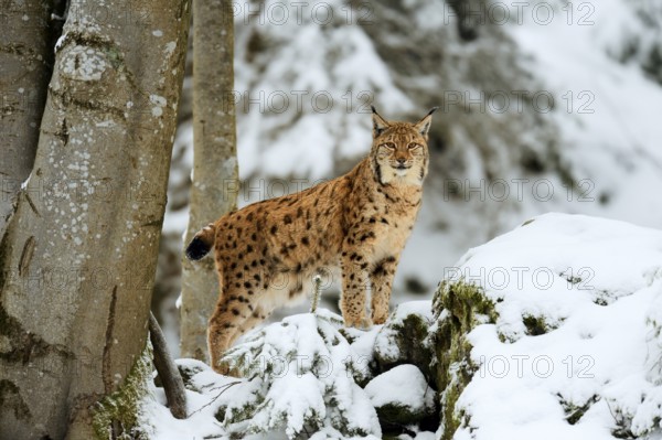 Lynx or Northern lynx (Lynx lynx), standing on fresh snow-covered rock, animal enclosure, captive, Bavarian Forest National Park, Bavaria, Germany