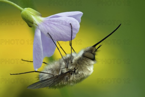 Bee Fly (Bombyliidae) on Cuckoo Flower, North Hesse, Hesse, Germany