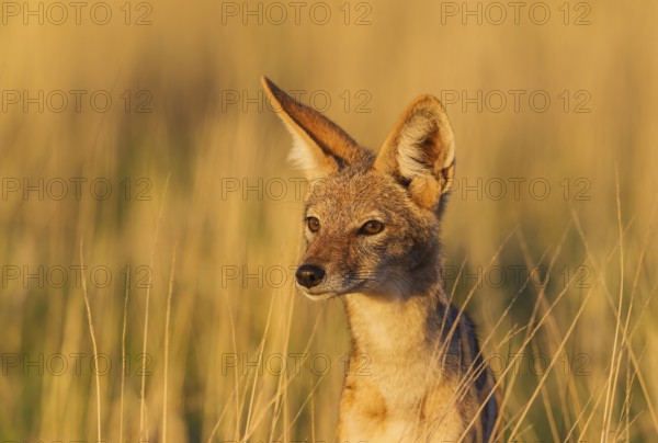 Black-backed Jackal (Canis mesomelas), grassland, portrait, Kalahari Desert, Kgalagadi Transfrontier Park, South Africa