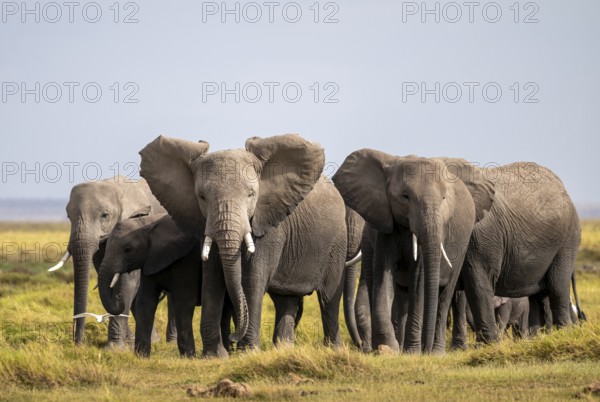 African elephant (Loxodonta africana), herd of young animals in Amboseli National Park, Rift Valley Province, Kenya
