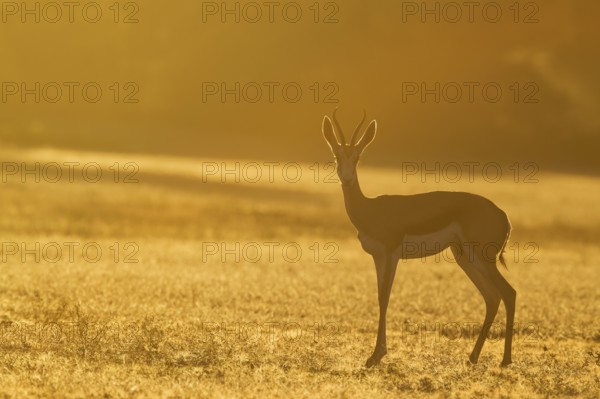 Springbok (Antidorcas marsupialis), female in the morning at sunrise, Kalahari Desert, Kgalagadi Transfrontier Park, South Africa