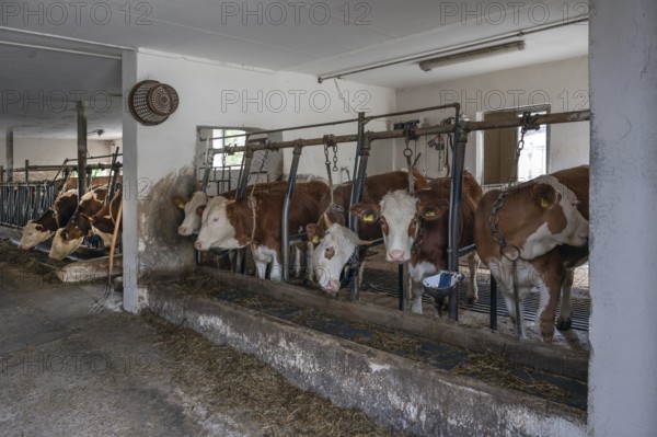 Dairy cows in tethering, Bavaria, Germany