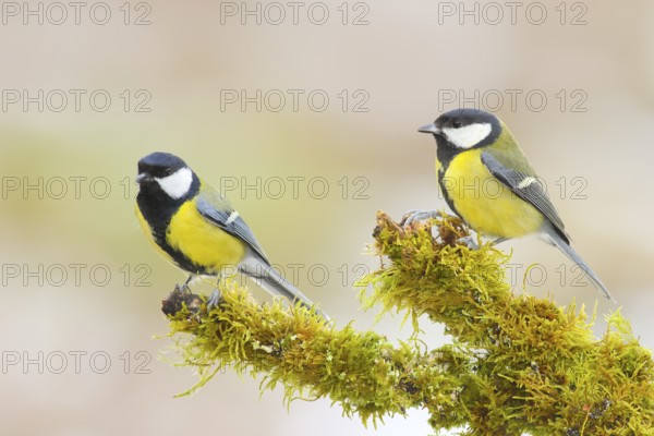 Great Tit (Parus major), left male, right female, sitting on a branch covered with moss, Wildlife, Animals, Birds, Siegerland, North Rhine-Westphalia, Germany