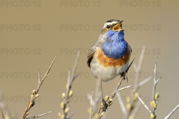 Bluethroat (Luscinia svecica cyanecula), singing on perch, De Geul, Texel, Texel, West Frisian Islands, province of North Holland, The Netherlands