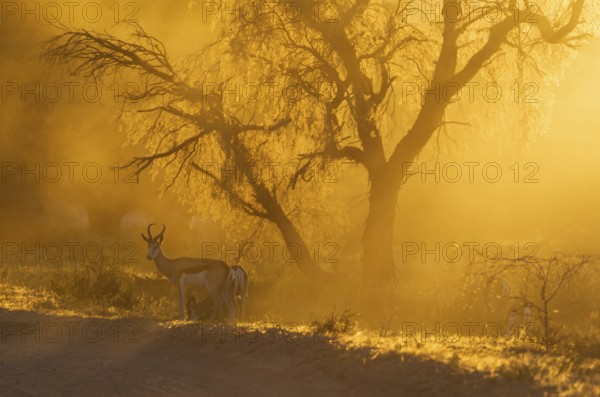 Springbok (Antidorcas marsupialis), male in the evening at sunset, Kalahari Desert, Kgalagadi Transfrontier Park, South Africa