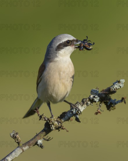 Red-backed shrike (Lanius collurio), male on branch with prey, insect, biosphere field Swabian Alb, Baden-Württemberg, Germany