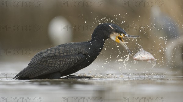 Cormorant (Phalacrocorax carbo), adult in winter plumage fishing, Kiskunság National Park, Hungary