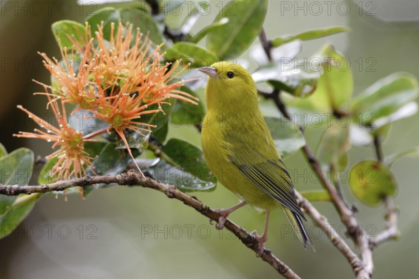 Anianiau, Magumma parva, Hawaiian Honeycreeper