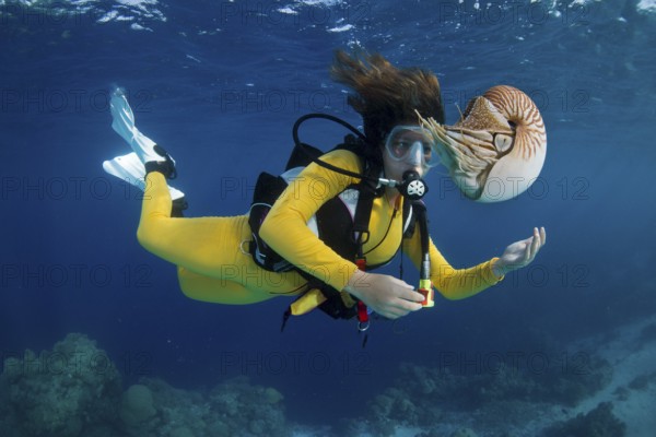 Scuba diver watching a Palau Nautilus (Nautilus belauensis), Palau