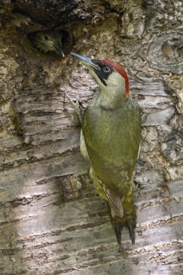 European Green Woodpecker (Picus viridis) female feeding chick in nest hole, North Rhine-Westphalia, Germany
