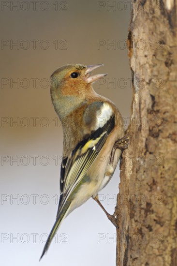 Nachdem der Buchfink entdeckt hatte, dass wir in dem Stamm einige Nüsse und Kerne versteckt haben, liess er nicht locker. Obwohl für Buchfinken eher untypisch, fand er an dem morschen Weichholz-Stamm Halt und bediente sich an dem Futter