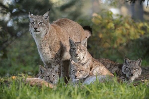 Eurasian Lynx (Lynx lynx) female with cubs, North Rhine-Westphalia, Germany