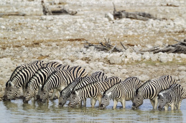 Burchell's zebras (Equus quagga burchellii) drinking at waterhole, Etosha National Park, Namibia