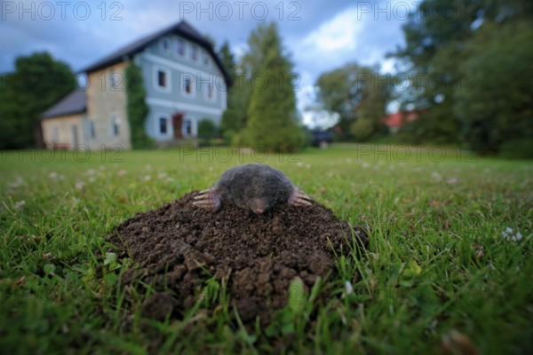 Mole in garden with house in background. Mole, Talpa europaea, crawling out of brown molehill, green grass. Mouse in soil. Mole in the grass with brown soil. Mole in the nest hole, wide angle lens