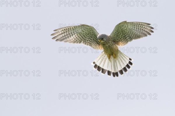 A Common Kestrel (Falco tinnunculus), male, hovering in the sky with outstretched wings, shaking flight, Hesse, Germany