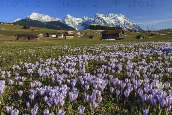 Wild crocuses, purple, mountain flowers, hummocky meadows, Karwendel mountains, near Mittenwald, Bavaria, Germany