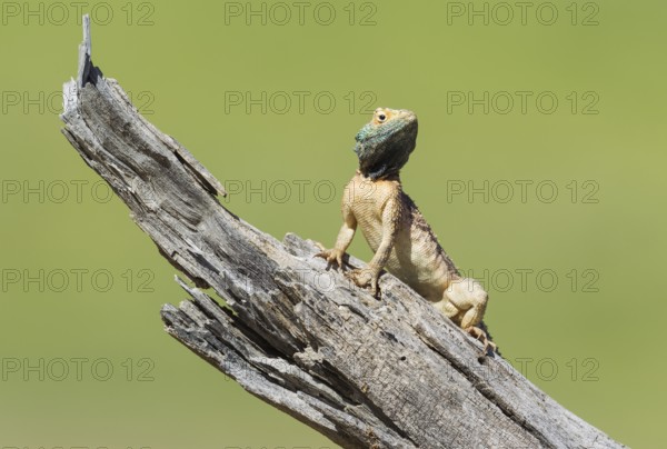 Ground Agama (Agama aculeata), breeding male, on low log, Kalahari Desert, Kgalagadi Transfrontier Park, South Africa