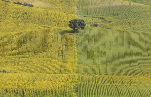 Sunflowers (Helianthus annuus), fields with solitary holm oak (Quercus ilex), cultivations near Arcos de la Frontera, Cadiz province, Andalusia, Spain