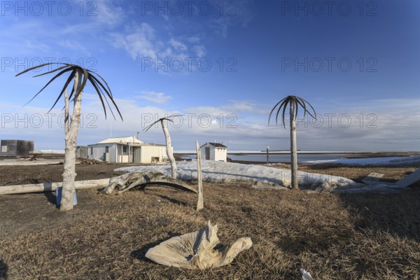 Palm trees made of whale skin, art, Inuit, Point Barrow, Barrow, Alaska, USA