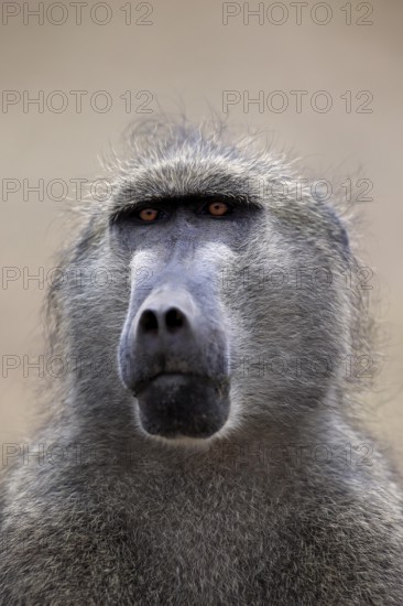 Chacma Baboon (Papio ursinus), adult, animal portrait, Kruger National Park, South Africa