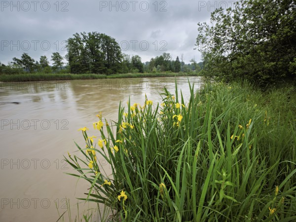 A group of flowering yellow Siberian irises (Iris sibirica), Flachsee nature reserve, Rottenschwil. Freiamt, Canton Aargau, Switzerland