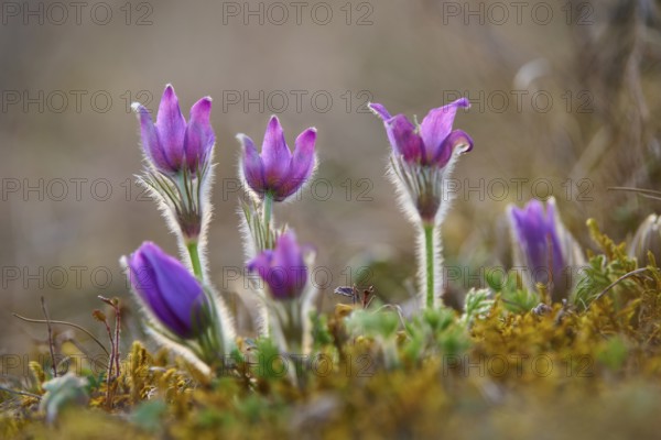 Pasque flower (Pulsatilla vulgaris), purple blooming spring flowers, Werbach, Tauber Valley, Baden-Württemberg, Germany