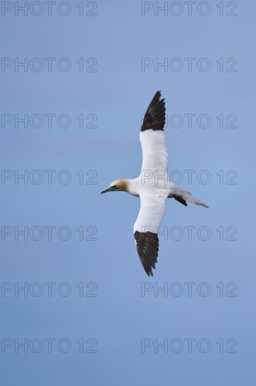 Northern gannet (Morus bassanus) flying over the sea, wildlife, Helgoland, Germany