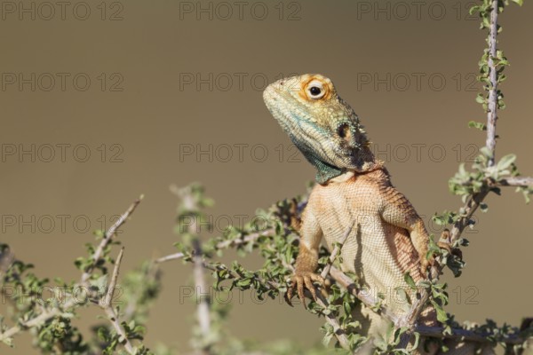Ground Agama (Agama aculeata), male, climbing on low shrub, Kalahari Desert, Kgalagadi Transfrontier Park, South Africa