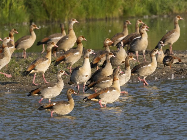 Egyptian goose (Alopochen aegyptiacus), flock of adult and immature birds, resting at the side of a lake, after the breeding season, Hesse, Germany