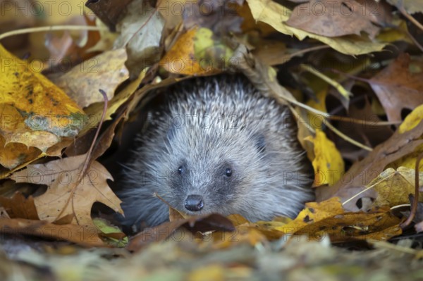 European hedgehog (Erinaceus europaeus) adult animal emerging from a pile of fallen autumn leaves in a garden, England, United Kingdom