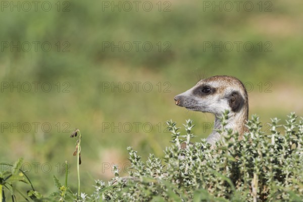 Suricate (Suricata suricatta), guard on the lookout, rainy season with green surroundings, Kalahari Desert, Kgalagadi Transfrontier Park, South Africa