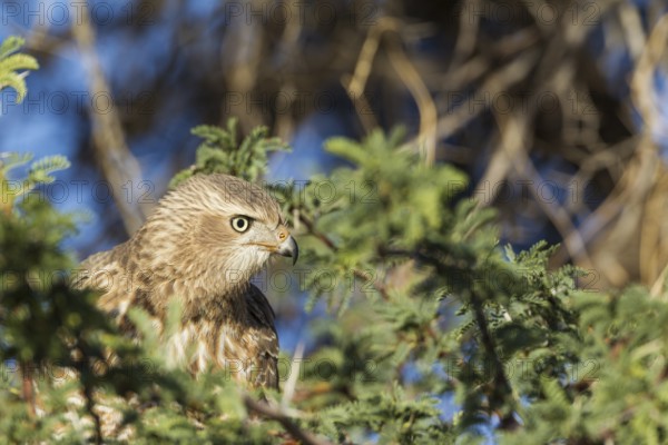 Common Buzzard (Buteo buteo vulpinus), immature, sitting in tree, Kalahari Desert, Kgalagadi Transfrontier Park, South Africa
