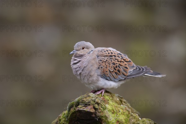 Turtle dove (Streptopelia turtur) adult bird on a concrete post, England, United Kingdom