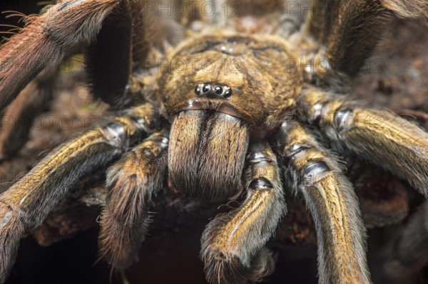 Young tarantula (Pamphobeteus insignis) (Theraphosidae), Choco forest, Canande River nature reserve, Ecuador