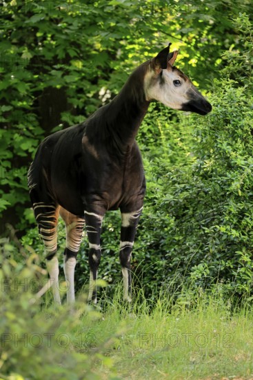 Okapi (Okapia johnstoni), adult, foraging, captive