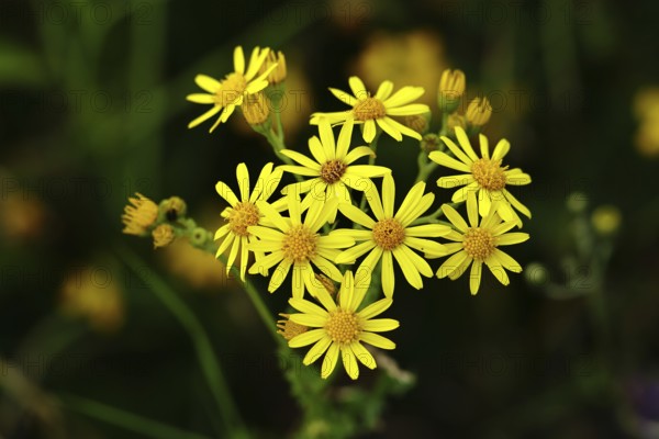 St James' ragwort (Senecio jacobaea), yellow flowers at the edge of the forest, poisonous plant, toxic to humans and animals, Wilnsdorf, North Rhine-Westphalia, Germany