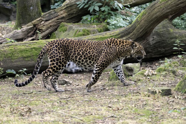 Sri Lanka Leopard (Panthera pardus kotiya), adult, stalking, running, alert, Sri Lanka