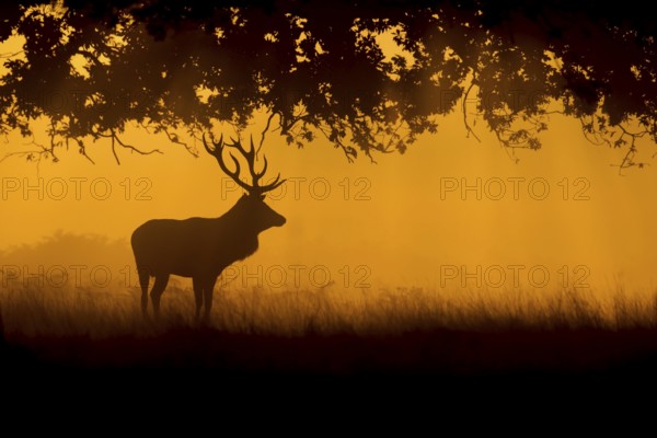 Red deer (Cervus elaphus), stag standing in a woodland at sunrise, Surrey, England, United Kingdom