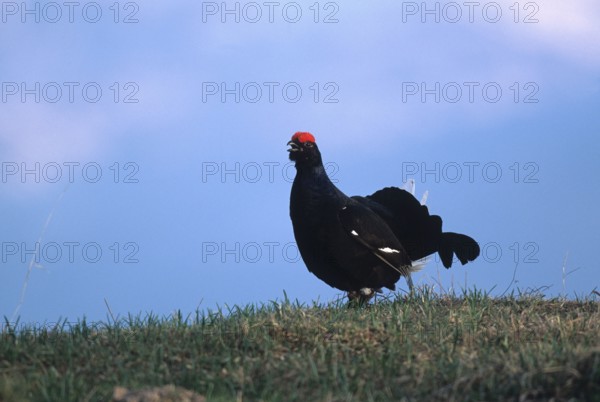 Black grouse (Lyrurs tetrix) morning courtship display on the hilltop, Styria, Austria, Europe, Styria, Austria