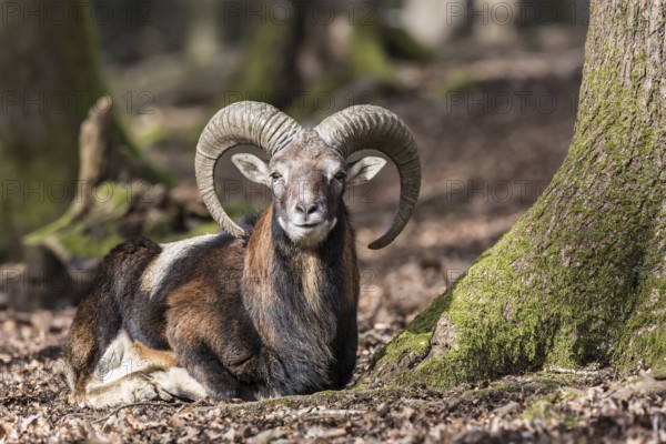 European mouflon (Ovis orientalis musimon), resting, Vulkaneifel, Eifel, Rhineland-Palatinate, Germany