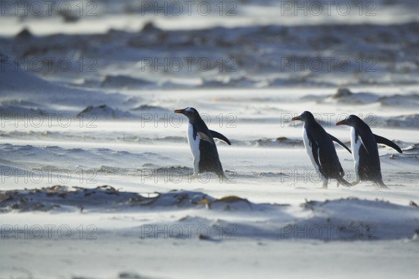 Gentoo Penguins (Pygocelis papua papua) marching in line, Sea Lion Island, Falkland Islands, South Atlantic