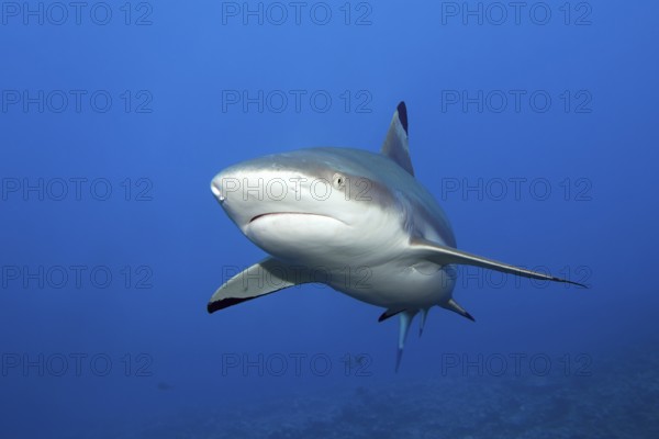 Blacktip reef shark (Carcharhinus-melanopterus) from the front, swimming in the South Pass Biosphere Reserve Fakarava Atoll, Tuamotu Archipelago, French Polynesia, South Pacific, Pacific Ocean