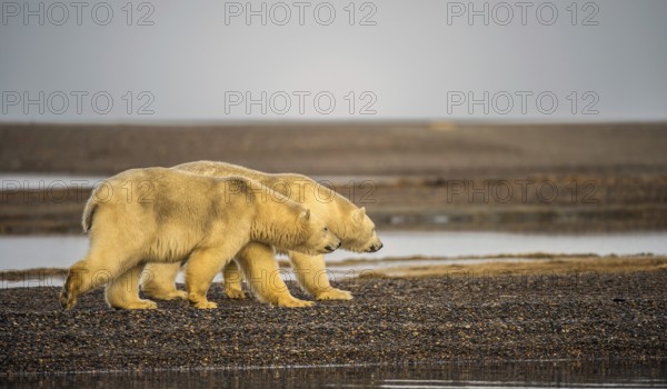 Two polar bears (Ursus maritimus), gravel island, Kaktovik, Barter Iceland, Beaufort Sea, Alaska, USA